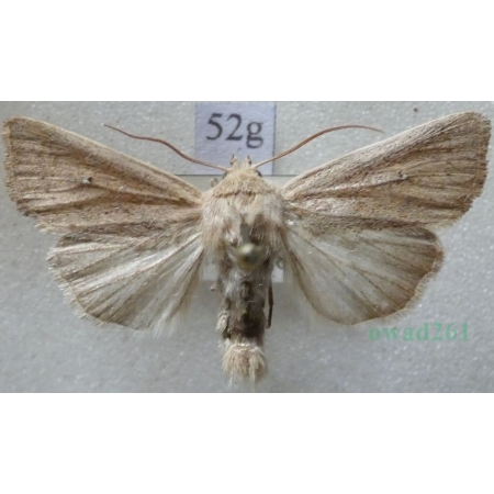 Mythimna sicula (Treitschke, 1835) Czech52g